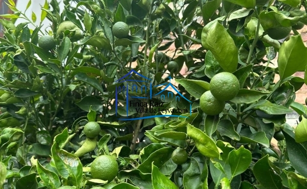 arboles frutales ya en producción