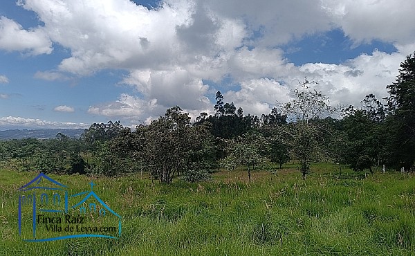 arboles y vegetación