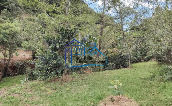 vegetación y quebrada